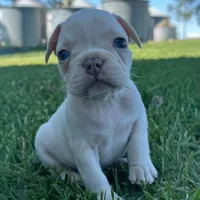 Biscuit, a male French Bulldog for sale in Centralia, KS – 1 of 3