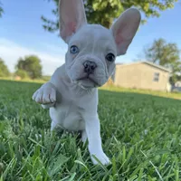 Biscuit, a male French Bulldog for sale in Centralia, KS – 4 of 10
