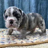 Gus, a male English Bulldog for sale in Centralia, KS – 4 of 4