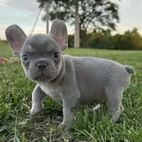 Frankie, a female French Bulldog for sale in Centralia, KS – 2 of 5
