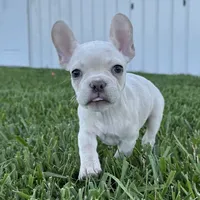 Maisie, a female French Bulldog for sale in Centralia, KS – 2 of 9