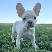 Biscuit, a male French Bulldog for sale in Centralia, KS – 5 of 10