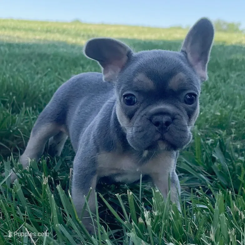Bella – French Bulldog puppy for sale in Centralia, KS