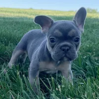 Bella, a female French Bulldog for sale in Centralia, KS – 1 of 7