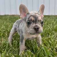 Stitch , a female French Bulldog for sale in Centralia, KS – 3 of 5