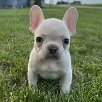 Phoebe, a female French Bulldog for sale in Centralia, KS – 2 of 6
