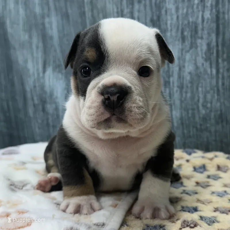 OTIS 78 – English Bulldog puppy for sale in Centralia, KS