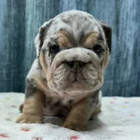 Zoey, a female English Bulldog for sale in Centralia, KS – 4 of 4