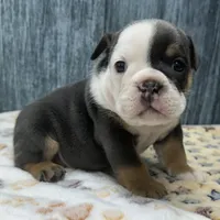 BRUNO 76, a male English Bulldog for sale in Centralia, KS – 3 of 3