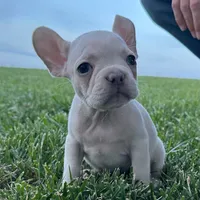 Maisie, a female French Bulldog for sale in Centralia, KS – 2 of 6