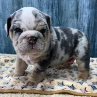 Dozer, a male English Bulldog for sale in Centralia, KS – 2 of 4