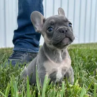 Chip, a female French Bulldog for sale in Centralia, KS – 2 of 7