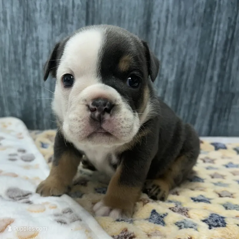 BRUNO 76 – English Bulldog puppy for sale in Centralia, KS