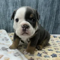 BRUNO 76, a male English Bulldog for sale in Centralia, KS – 1 of 3
