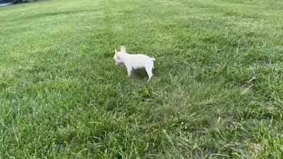 Phoebe, a female French Bulldog for sale in Centralia, KS – 6 of 6