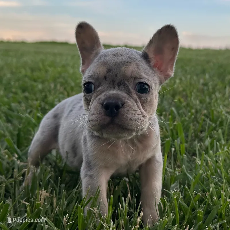 Pebbles – French Bulldog puppy for sale in Centralia, KS