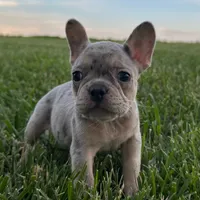 Pebbles, a female French Bulldog for sale in Centralia, KS – 1 of 6