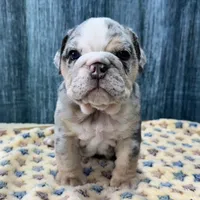 Dozer, a male English Bulldog for sale in Centralia, KS – 3 of 4