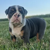 Diesel, a male English Bulldog for sale in Centralia, KS – 2 of 6