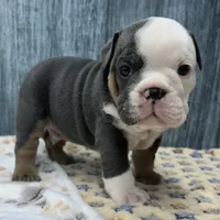 BRUTUS 77, a male English Bulldog for sale in Centralia, KS – 3 of 3