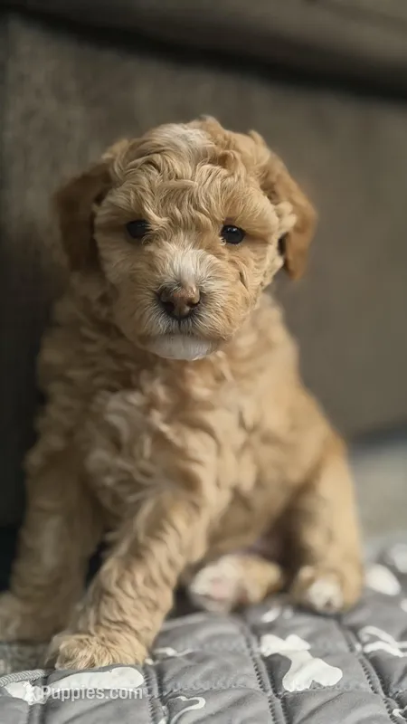Pink  – Poodle - Miniature  puppy for sale in Victorville, CA