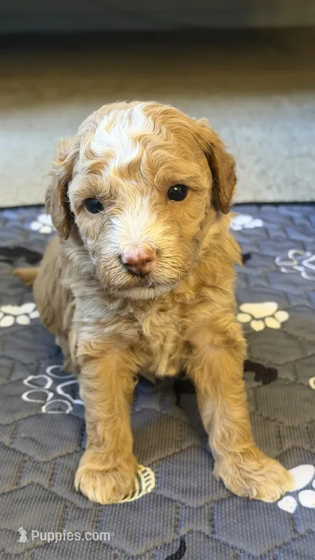 Purple  – Poodle - Miniature  puppy for sale in Victorville, CA