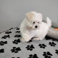 Toby, a male Maltese for sale in Benton City, MO – 4 of 4