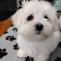 Toby, a male Maltese for sale in Benton City, MO – 2 of 4
