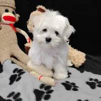 Toby, a male Maltese for sale in Benton City, MO – 1 of 4