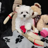 Toby, a male Maltese for sale in Benton City, MO – 3 of 4