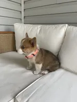 Ella, a female Pembroke Welsh Corgi for sale in Hutchinson, KS – 4 of 7