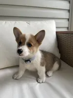 Zack, a male Pembroke Welsh Corgi for sale in Hutchinson, KS – 4 of 7