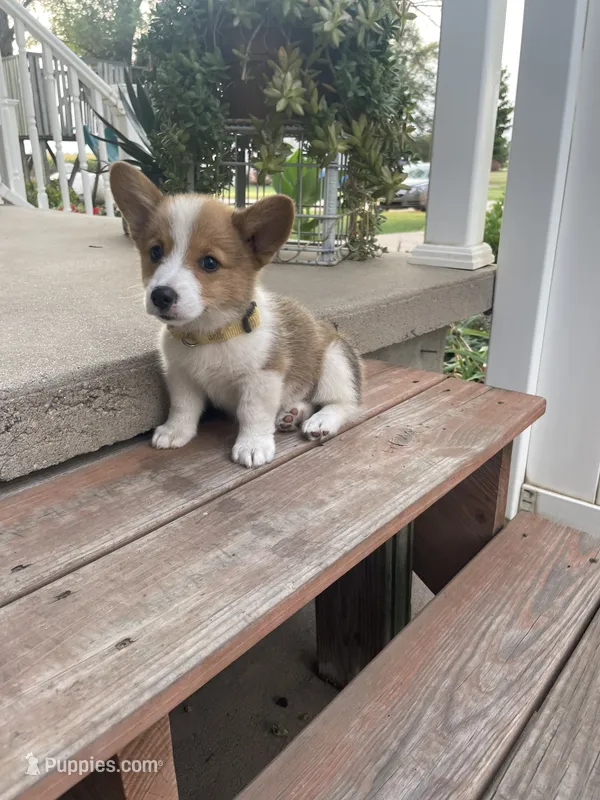Michael  – Pembroke Welsh Corgi puppy for sale in Hutchinson, KS
