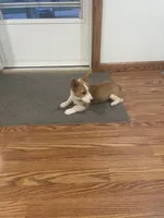 Michael , a male Pembroke Welsh Corgi for sale in Hutchinson, KS – 3 of 10