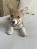 Whitney, a female Pembroke Welsh Corgi for sale in Hutchinson, KS – 4 of 10