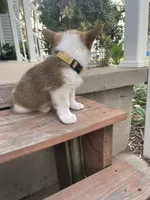 Michael , a female Pembroke Welsh Corgi for sale in Hutchinson, KS – 5 of 7