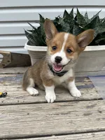 Parker, a male Pembroke Welsh Corgi for sale in Hutchinson, KS – 1 of 7