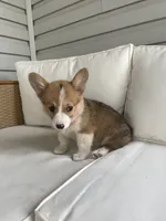 Ella, a female Pembroke Welsh Corgi for sale in Hutchinson, KS – 5 of 7