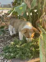 Michael , a male Pembroke Welsh Corgi for sale in Hutchinson, KS – 6 of 10