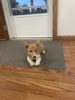 Whitney, a female Pembroke Welsh Corgi for sale in Hutchinson, KS – 4 of 8