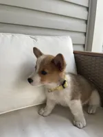 Michael , a female Pembroke Welsh Corgi for sale in Hutchinson, KS – 4 of 7
