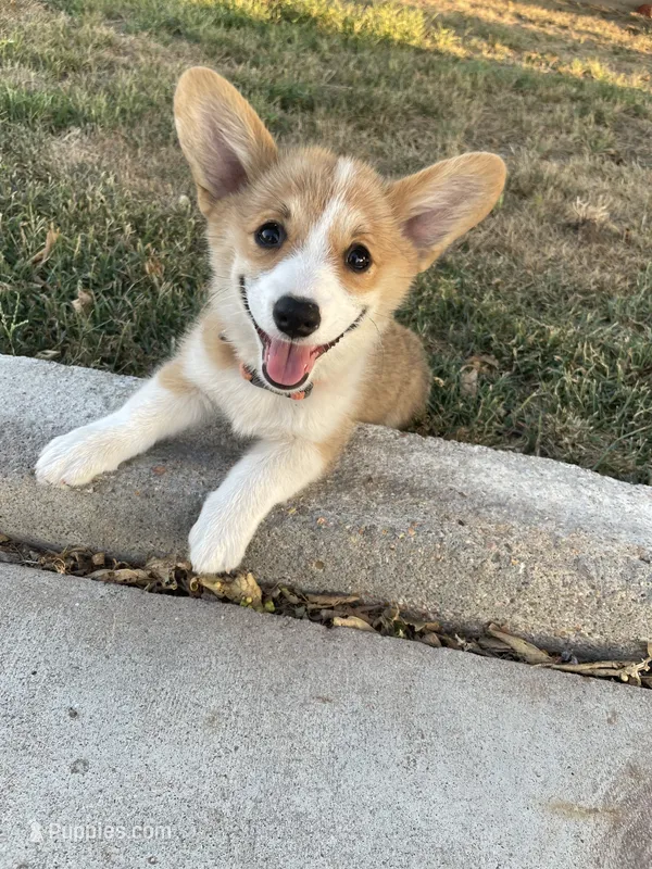 Ella – Pembroke Welsh Corgi puppy for sale in Hutchinson, KS