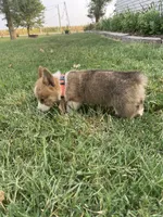 Ella, a female Pembroke Welsh Corgi for sale in Hutchinson, KS – 7 of 7