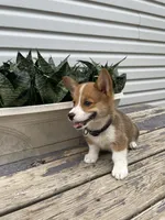 Parker, a male Pembroke Welsh Corgi for sale in Hutchinson, KS – 7 of 7