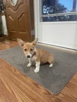 Whitney, a female Pembroke Welsh Corgi for sale in Hutchinson, KS – 3 of 8