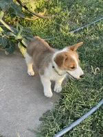 Michael , a male Pembroke Welsh Corgi for sale in Hutchinson, KS – 1 of 10