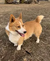 Whitney, a female Pembroke Welsh Corgi for sale in Hutchinson, KS – 9 of 10