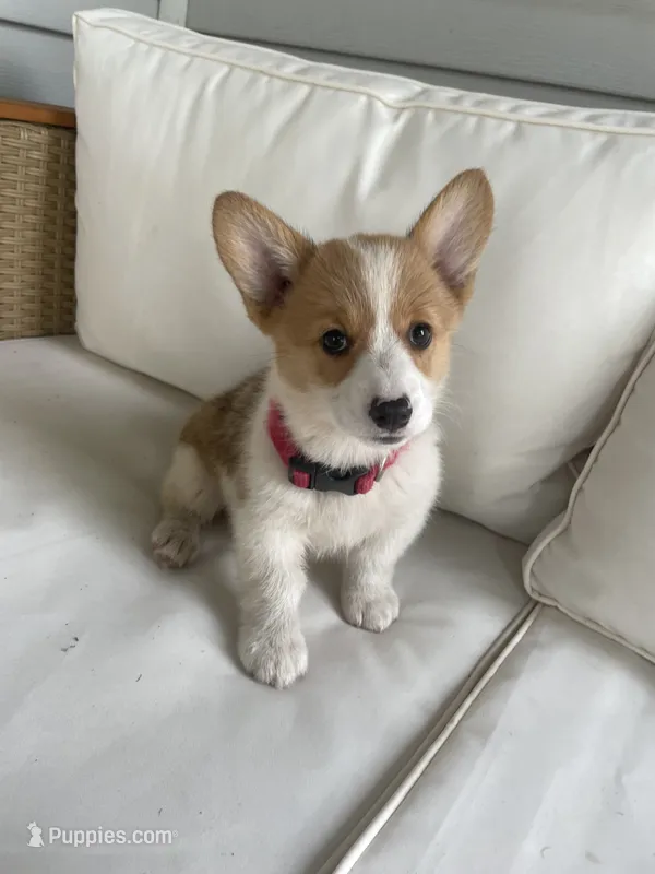 Dolly – Pembroke Welsh Corgi puppy for sale in Hutchinson, KS