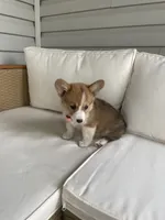Ella, a female Pembroke Welsh Corgi for sale in Hutchinson, KS – 6 of 7