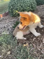 Michael , a male Pembroke Welsh Corgi for sale in Hutchinson, KS – 5 of 10